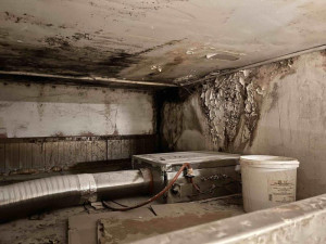 Inspektoři zavřeli pekárnu v Králově Poli. Našli trus hlodavců i plíseň