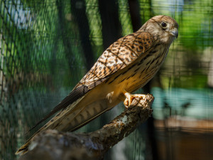 Mláďata poštolek míří z Hodonína do Bulharska. Čekají je tam lekce lovu