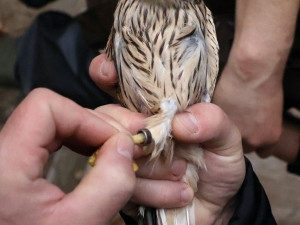 Mláďata poštolek míří z Hodonína do Bulharska. Čekají je tam lekce lovu