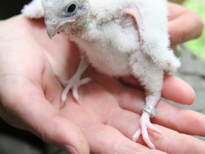 Mláďata poštolek míří z Hodonína do Bulharska. Čekají je tam lekce lovu