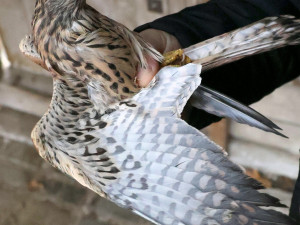 Mláďata poštolek míří z Hodonína do Bulharska. Čekají je tam lekce lovu