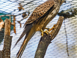 Mláďata poštolek míří z Hodonína do Bulharska. Čekají je tam lekce lovu