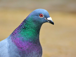Brno zařídí další městský holubník, tentokrát bude na věznici v Bohunicích