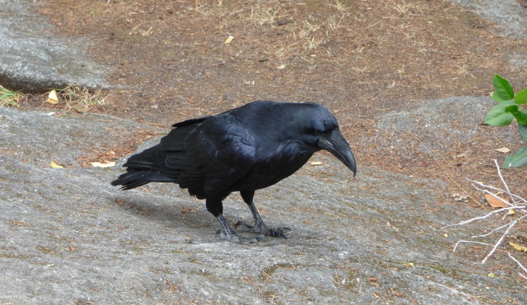 Ilustrační fotografie