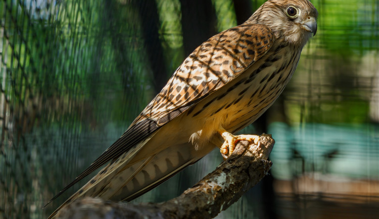 Mláďata poštolek míří z Hodonína do Bulharska. Čekají je tam lekce lovu