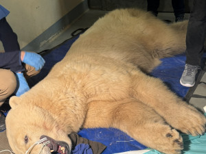 Lední medvědice Elsa musela na operaci. Veterináři jí v Brně zachránili špičáky