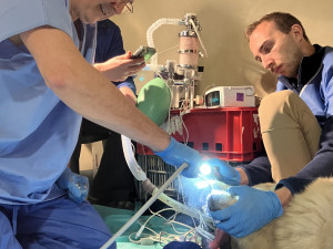 Lední medvědice Elsa musela na operaci. Veterináři jí v Brně zachránili špičáky