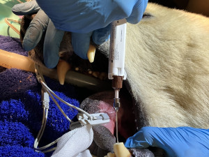 Lední medvědice Elsa musela na operaci. Veterináři jí v Brně zachránili špičáky