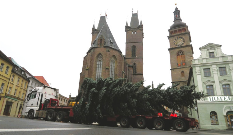 Hradecké Masarykovo a Velké náměstí rozzáří na advent dva obří smrky