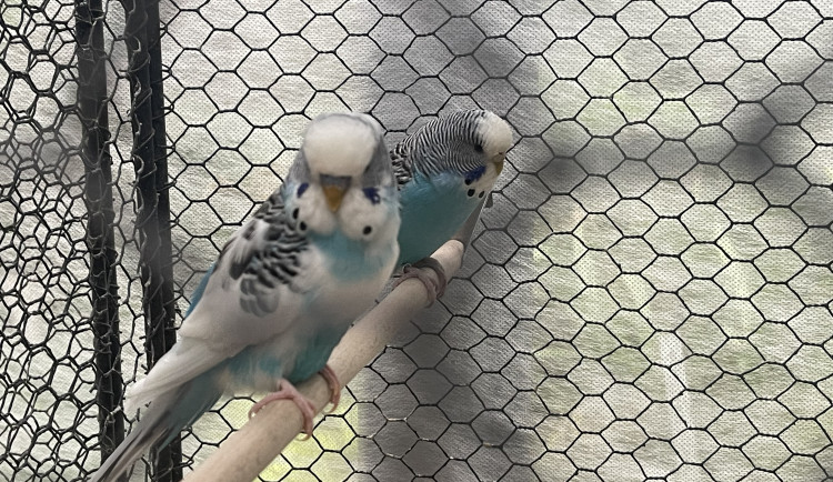 V Brně ožívá botanická zahrada. Začíná výstava plná papoušků, morčat, králíků i plazů