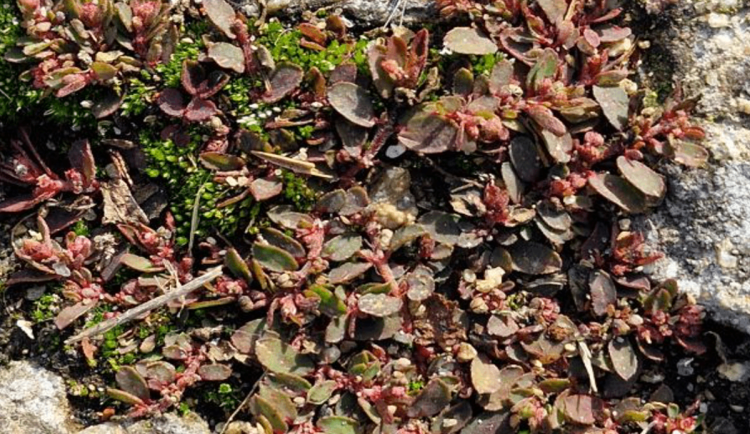 Nenápadný pryšec překvapil botaniky. V Podyjí našli další nový druh