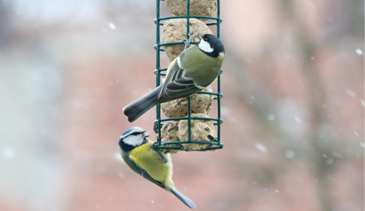 Jak v zimě správně přikrmovat ptáky? Pomozte jim, ale s rozumem