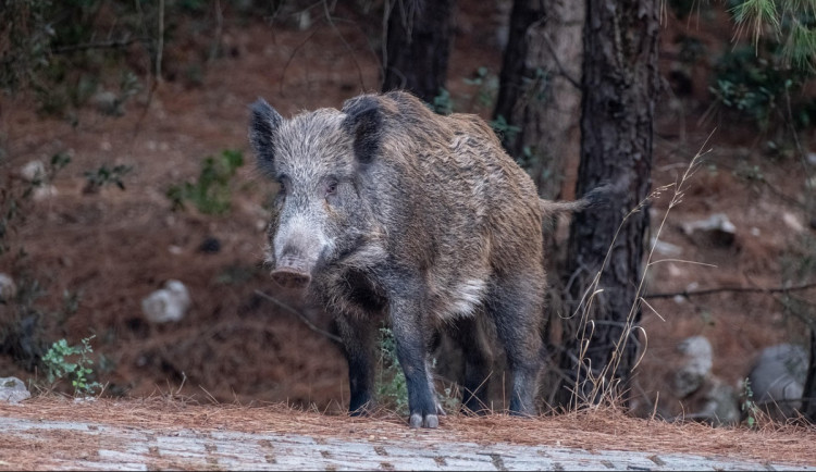 Finanční odměny za odstřel divočáků v Praze 5 zabraly. Myslivci už jich ulovili 11