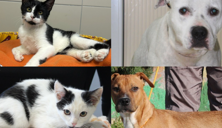 HLEDÁME PÁNÍČKA: