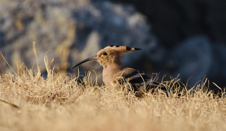 Ilustrační fotografie
