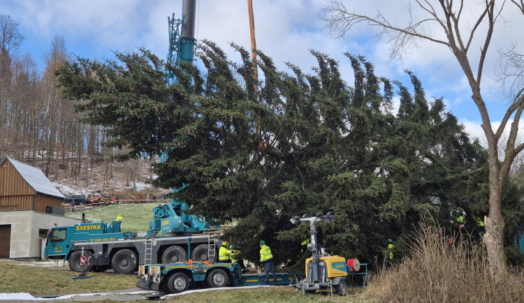 Vánoční strom putuje na Staroměstské náměstí z Lužických hor. Zdobení začne v úterý