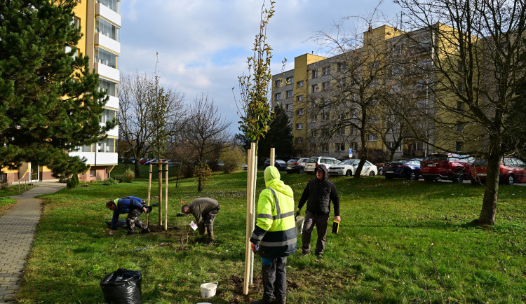Karviná rozšiřuje městskou zeleň, podzimní výsadba přinese 72 nových stromů