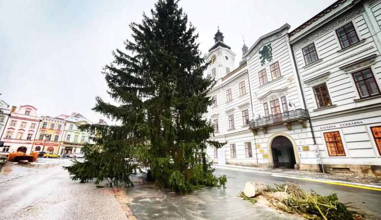 Hradečané vybírají jméno pro vánoční strom, premiérově se rozsvítí v neděli