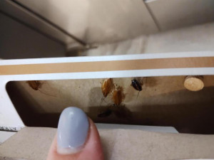 Inspektoři zavřeli pekárnu v brněnském Albertu. Provozovnu v Tkalcovské obýval hmyz