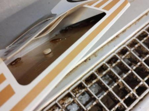 Inspektoři zavřeli pekárnu v brněnském Albertu. Provozovnu v Tkalcovské obýval hmyz