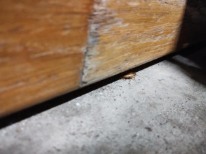 Inspektoři zavřeli pekárnu v brněnském Albertu. Provozovnu v Tkalcovské obýval hmyz