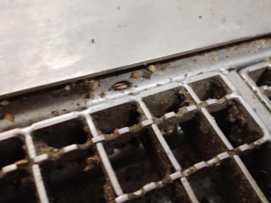 Inspektoři zavřeli pekárnu v brněnském Albertu. Provozovnu v Tkalcovské obýval hmyz