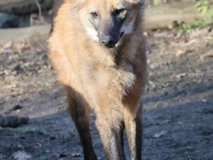 Sice tak vypadají, ale lišky to nejsou. Do zoo v Hodoníně se vrátili psi hřivnatí