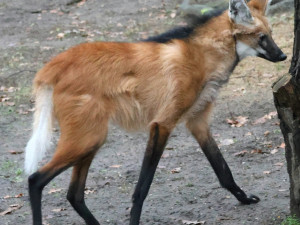 Sice tak vypadají, ale lišky to nejsou. Do zoo v Hodoníně se vrátili psi hřivnatí