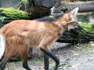 Sice tak vypadají, ale lišky to nejsou. Do zoo v Hodoníně se vrátili psi hřivnatí