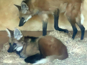 Sice tak vypadají, ale lišky to nejsou. Do zoo v Hodoníně se vrátili psi hřivnatí