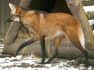 Sice tak vypadají, ale lišky to nejsou. Do zoo v Hodoníně se vrátili psi hřivnatí