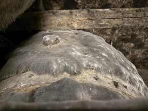 Plesnivé stěny i sudy. Potravináři zavřeli dva nevyužívané vinné sklepy v Mikulově