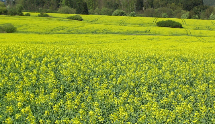 landscape-588235_1280