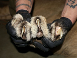 Lvi berberští v ohrožení. Hodonínská mláďata pomohou zachránit celý druh