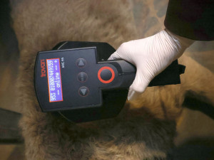 Lvi berberští v ohrožení. Hodonínská mláďata pomohou zachránit celý druh