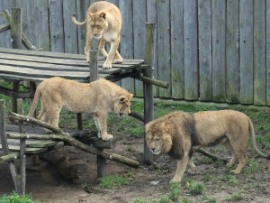 Lvi berberští v ohrožení. Hodonínská mláďata pomohou zachránit celý druh
