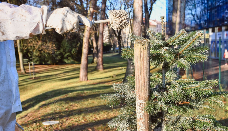 Krást vánoční stromky v Hradci Králové se nevyplácí. Zloděj si zasmradí celý byt