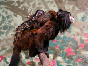 V Hodoníně se narodila dvojčata tamarínů. S péčí rodičům pomáhá i starší brácha