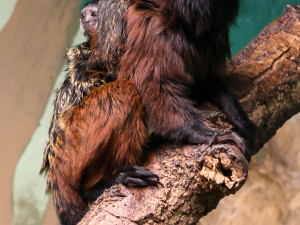 V Hodoníně se narodila dvojčata tamarínů. S péčí rodičům pomáhá i starší brácha