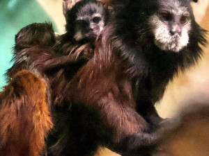 V Hodoníně se narodila dvojčata tamarínů. S péčí rodičům pomáhá i starší brácha