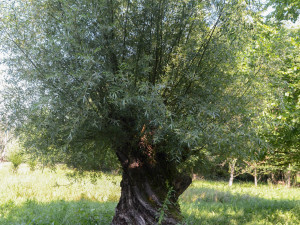 Vlnovka na stromě? Jde o biotopový strom, zůstane až do úplného rozpadu