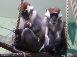 Hodonínská zoo má druhé mládě vzácného mangabeje, narodilo se na začátku prosince