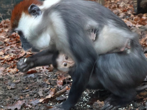 Hodonínská zoo má druhé mládě vzácného mangabeje, narodilo se na začátku prosince