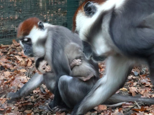 Hodonínská zoo má druhé mládě vzácného mangabeje, narodilo se na začátku prosince