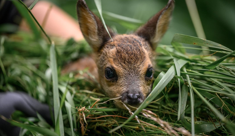 Prazdroj podpořil projekty na Plzeňsku, zachraňoval srnčata i obnovoval památky
