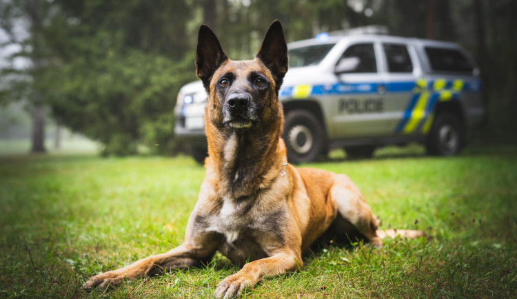 Recidivista opět vyrazil krást, čtyřnohému policistovi neměl šanci utéct