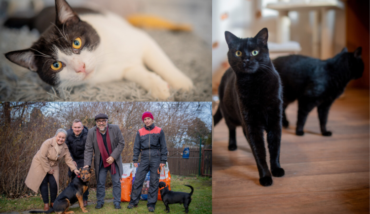Vánoční návštěvy útulků. Frýdek-Místek pokračuje v pomoci opuštěným zvířatům