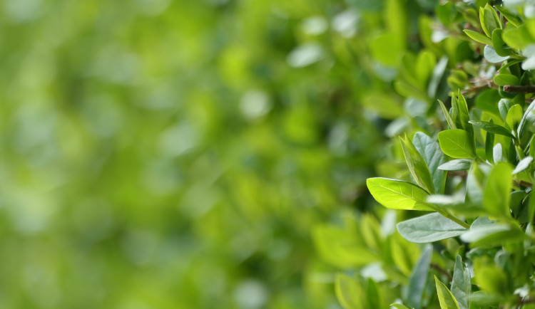 Sedmdesátnice z Brna se na Štědrý den zřítila do křoví. Vytáhli ji strážníci