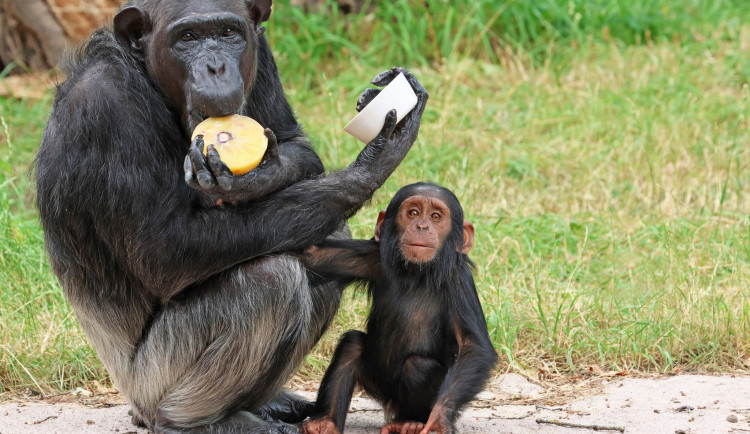 Mládě vzácného šimpanze už oslavilo druhé narozeniny, jméno mu vybrali lidé v anketě