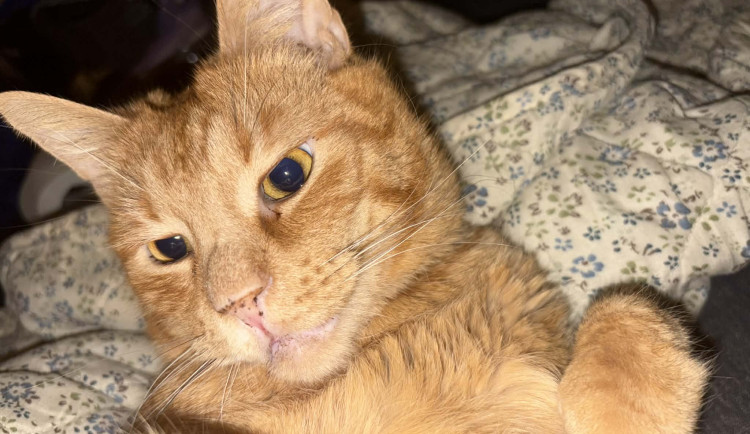 Silvestrovský hluk trápí zvířata. Jak jim pomoci přečkat pernou noc?